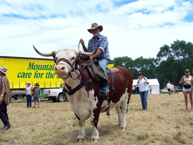 Cattlemen Return to Merrijig